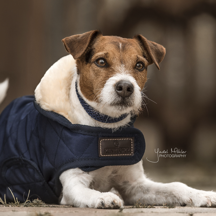 Miniature : Manteau pour Chien Bleu - Kentucky Dogwear