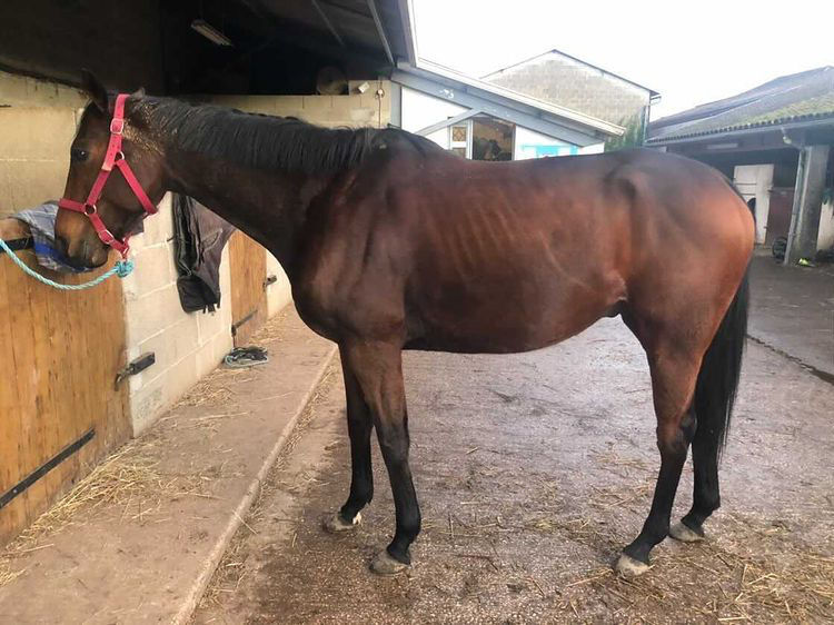 CHEVAL AVANT LA CURE GASTRI'MAX