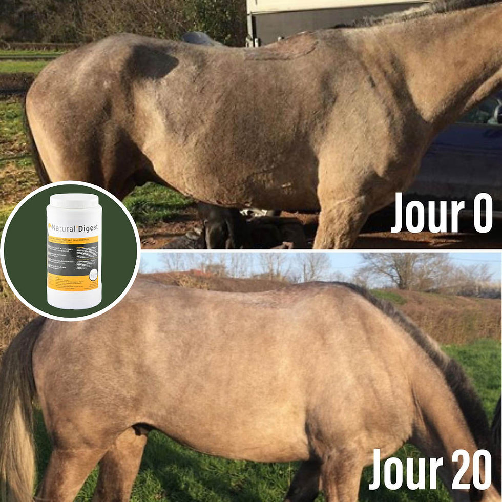 Miniature : Natural’Digest - Natural'Innov