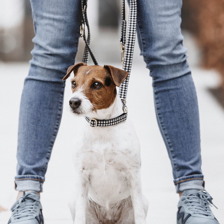 Laisse pour Chien Pied-de-poule Noir - Kentucky Dogwear