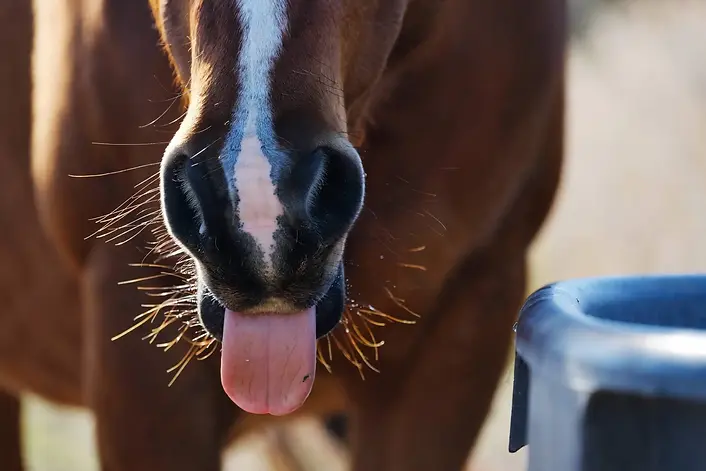 Électrolytes cheval