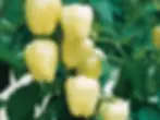 Thumbnail: Albino Bullnose Pepper Seeds