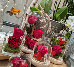 Pleines de poésie et hautes en couleurs, découvrez nos réalisations de fleurs stabilisées, réalisées à la boutique par nos soins.