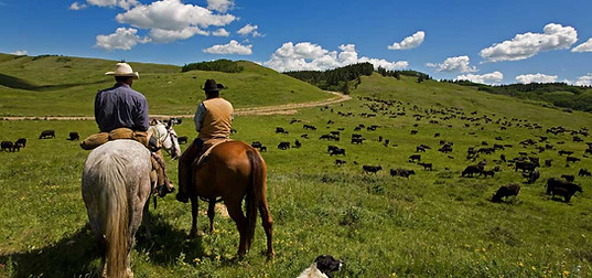 Cowboys hüten Rinder