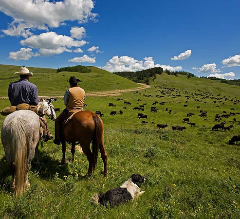 Cattle Herders