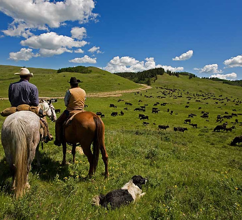 Cattle Herders