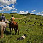 Cattle Herders