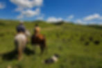 Cowboys Herding Cattle