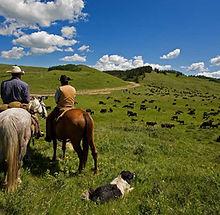 Cattle Herders 