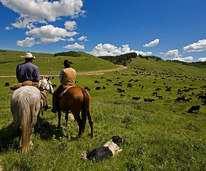 Cattle Herders