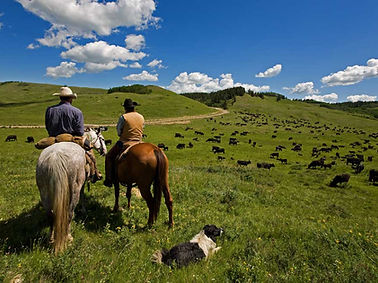 Cowboys Herding Cattle
