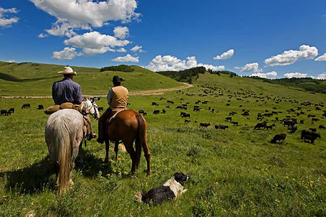 Cattle Herders
