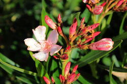 Blooming