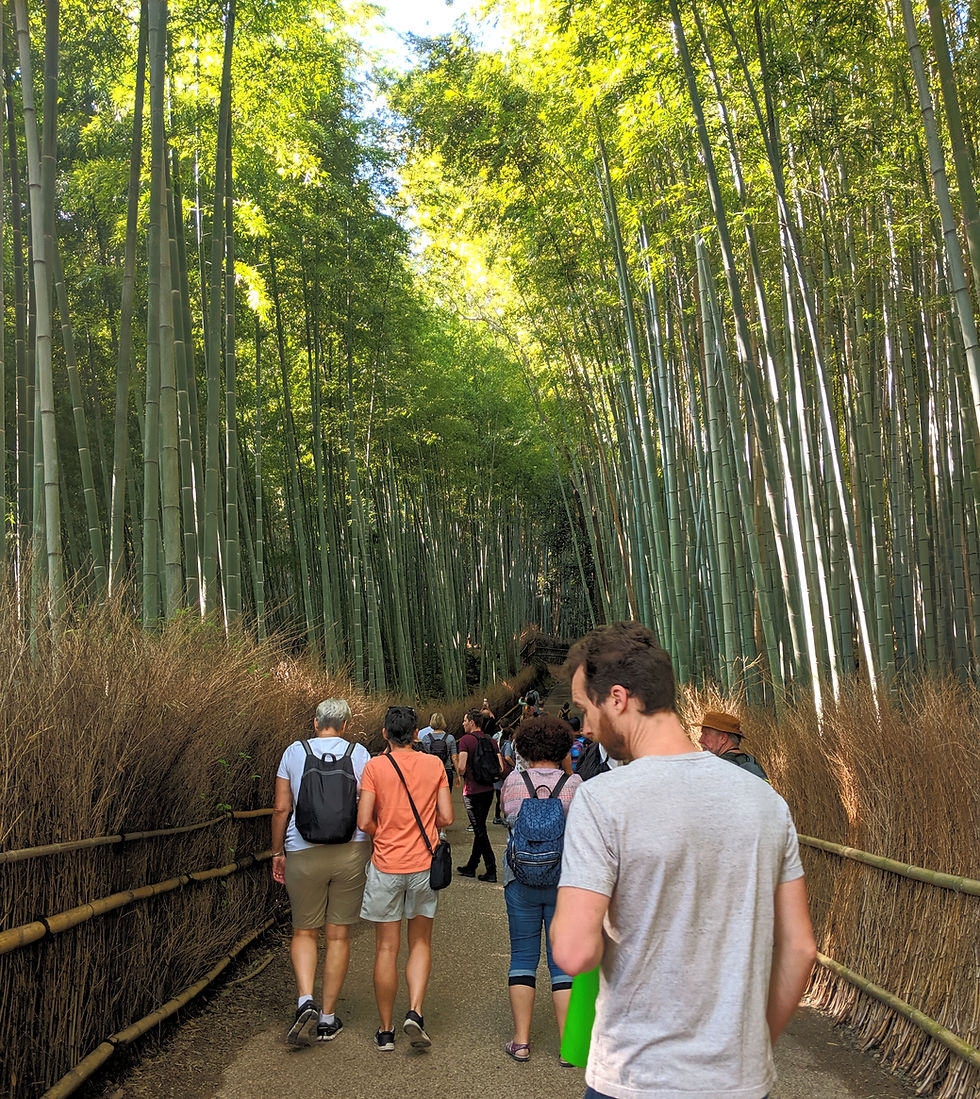 people walking through bamboo forest