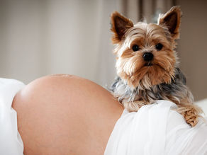 Εγκυμοσύνη και Κατοικίδια