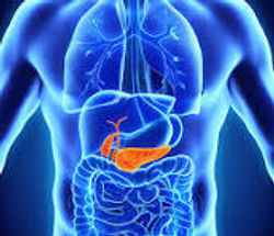 Pancreas - freq = 60 - 80 Hz