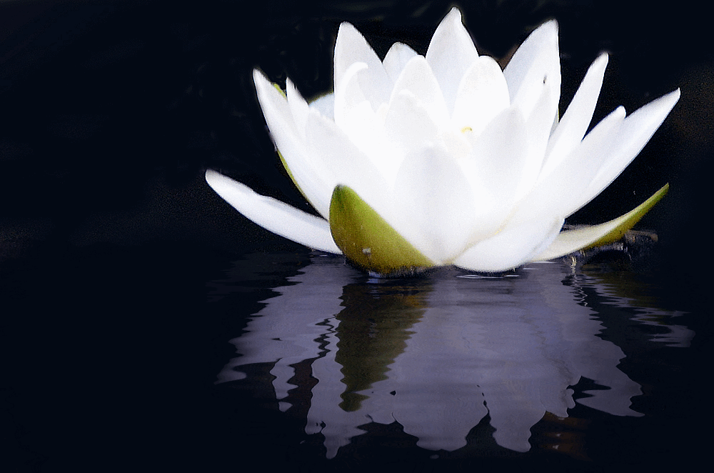 lotus gif.gif