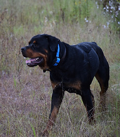 DSC_0782.JPG