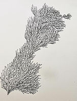 Sketches and Doodles Maya Rampel