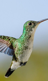 Beija-flor-de-barriga-branca_(Amazilia_l