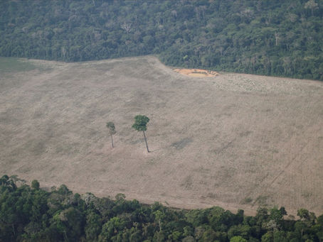 Meio Ambiente tem R$ 240 milhões do Orçamento vetados um dia após promessa de Bolsonaro em cúpula.