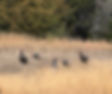 IMG_7822_edited.jpg