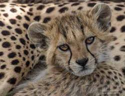 innocent amber eyes - 2015