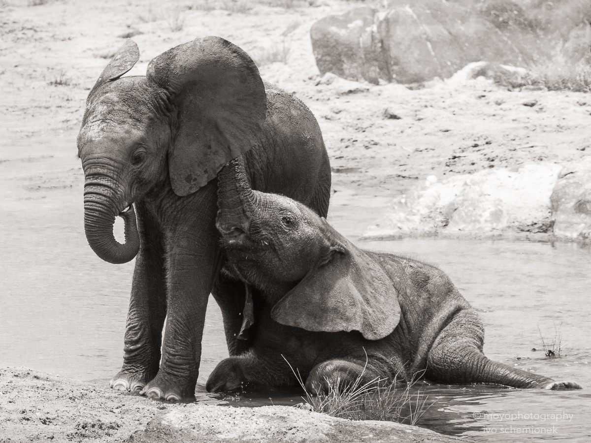 elephant's secret