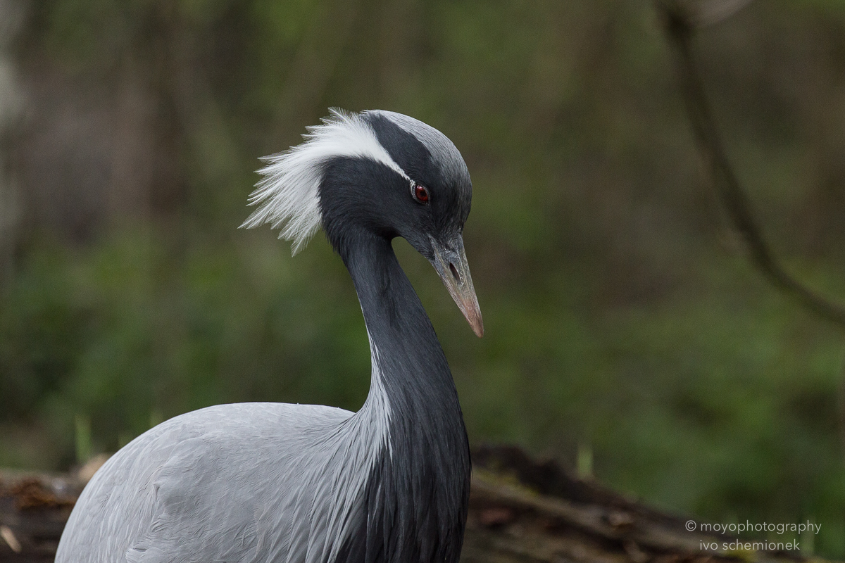 demoiselle crane - zoo zürich - 2016