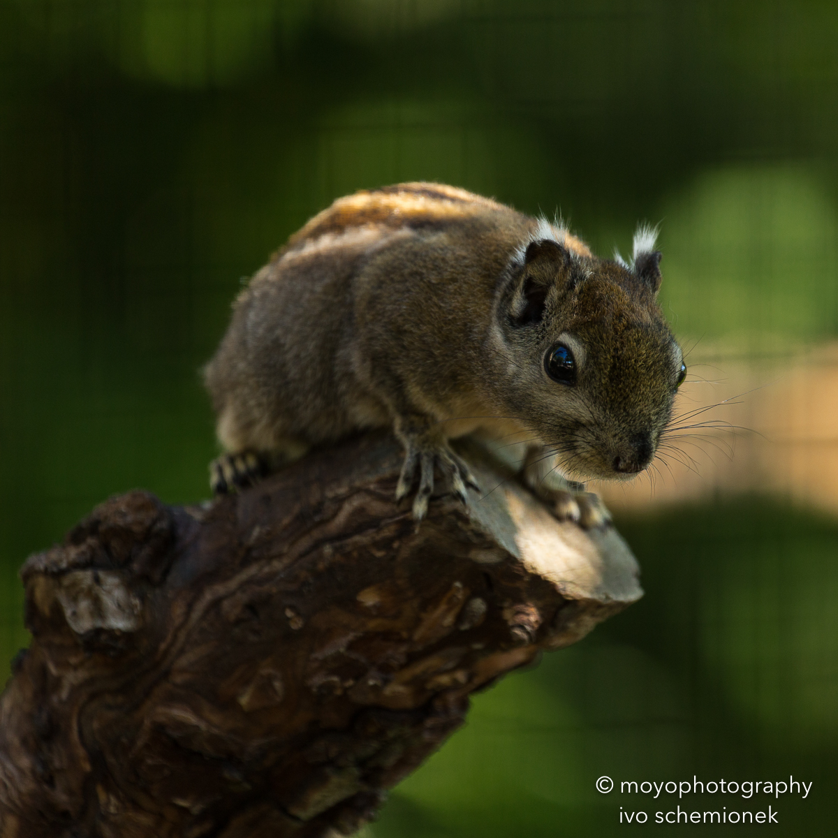 tree chipmunk - zoo zürich - 2016