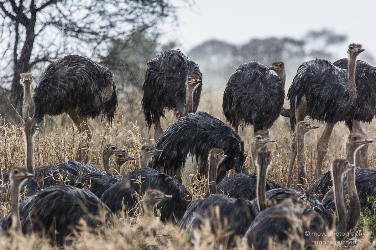 ostrichs in the rain - 2014