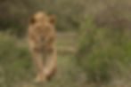 lion stalking