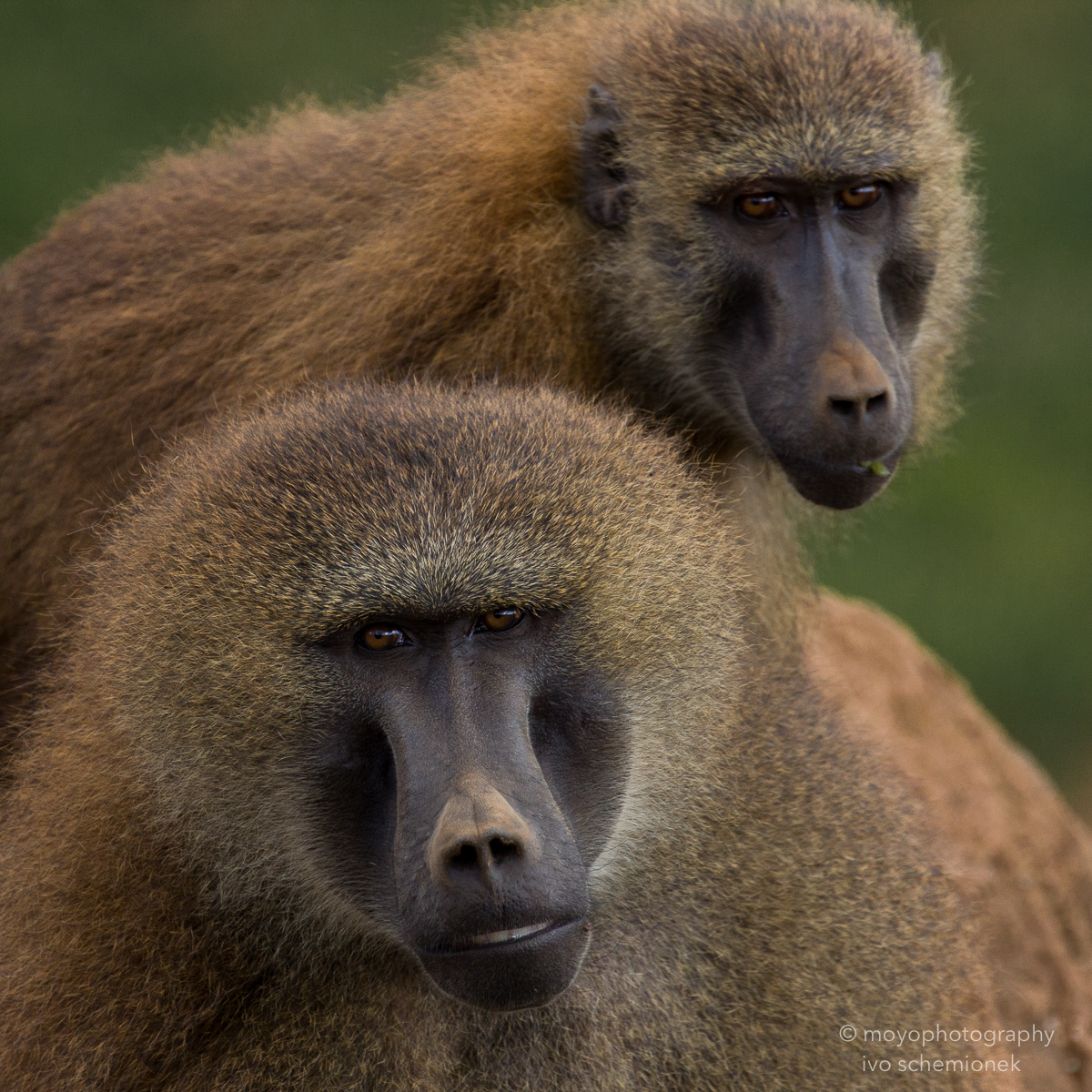baboon portrait - cabarceno - 2015