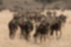 wildebeest migration