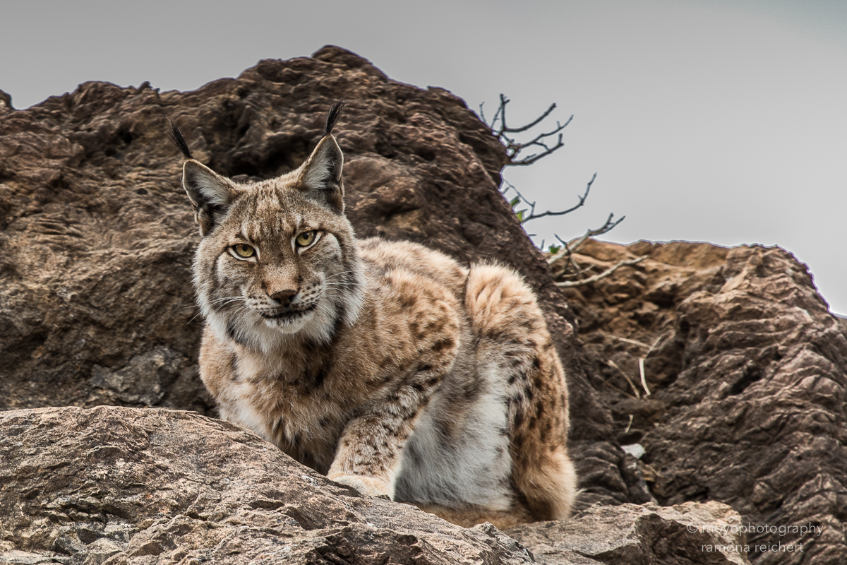 lynx hypnose - cabarceno - 2015