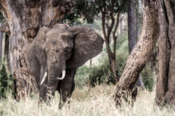 elephant eternity - 2014