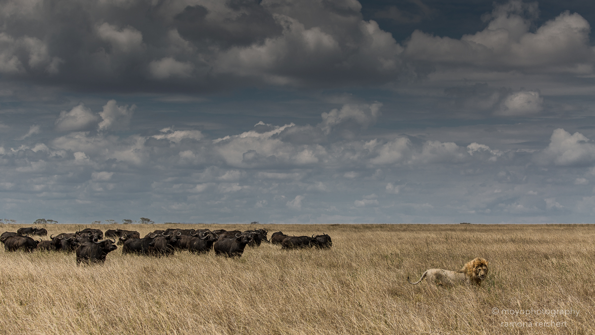 the lion and the herd