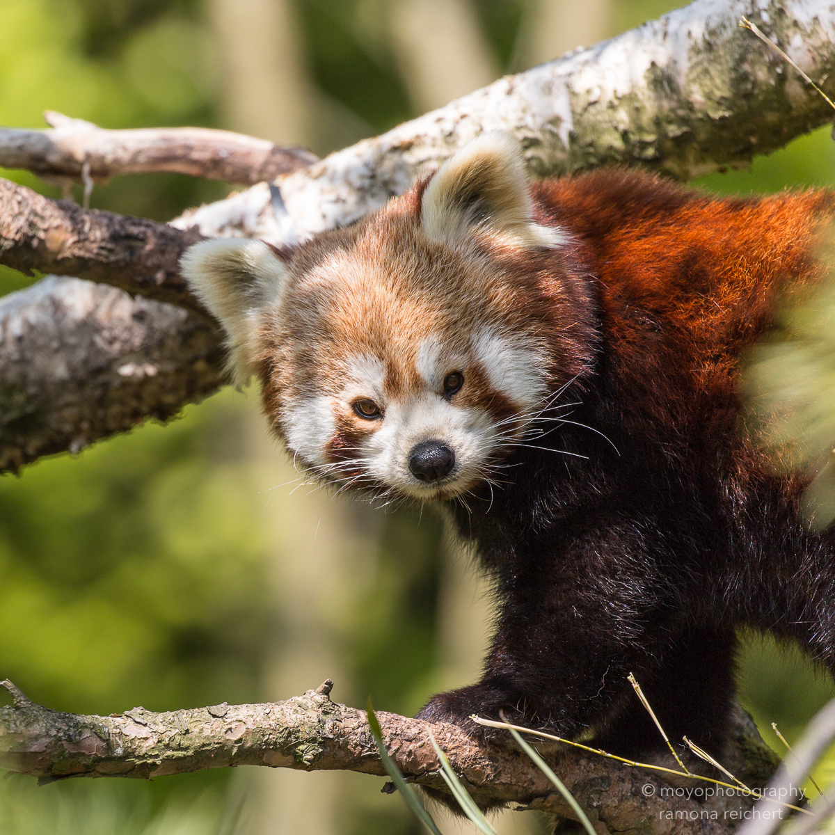 lesser panda - zoo zürich - 2016