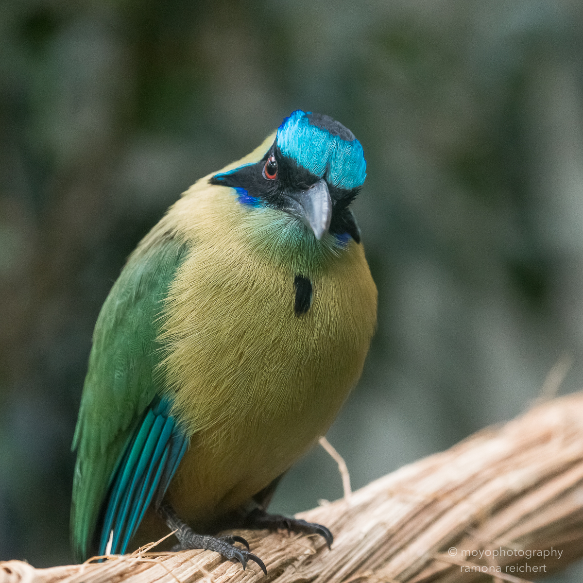motmot - zoo zürich - 2016