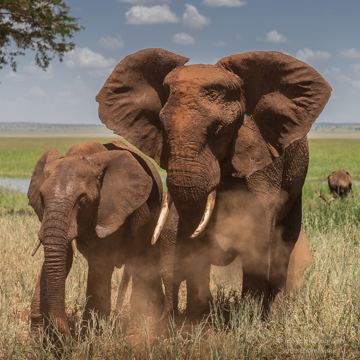 elephant's dusting session - 2015