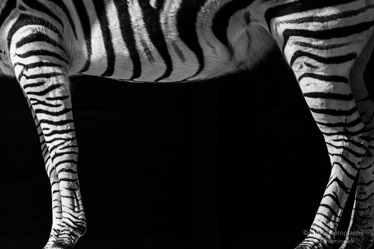 chapman zebra - zoo zürich