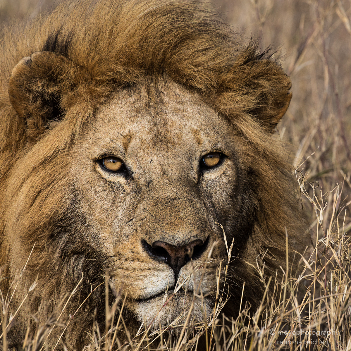lionking portrait