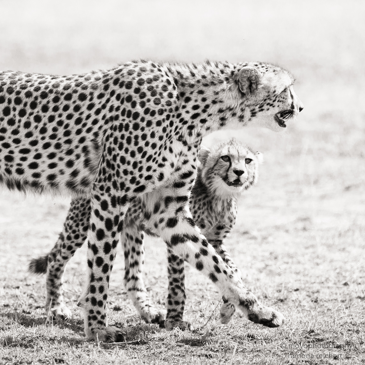 curious cheetah cub