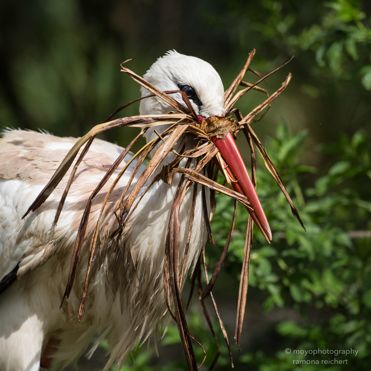 whitestork - zoo zürich - 2016