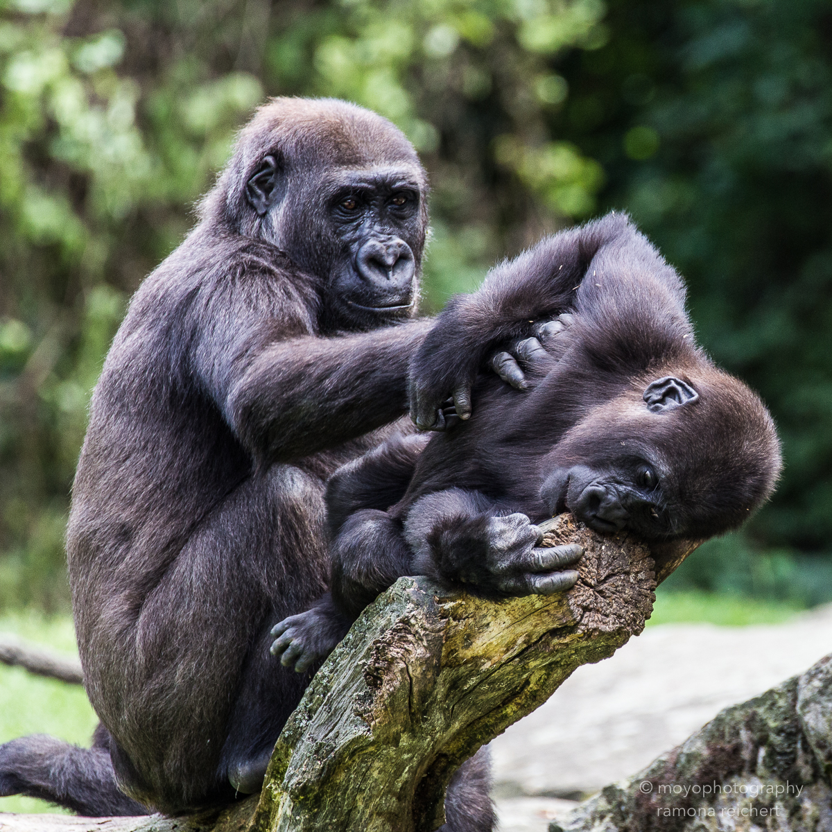 gorilla tenderness - zoo hannover - 2014