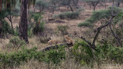 simba and nala playing - 2015