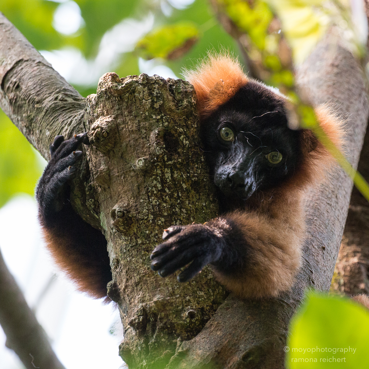 red vari - zoo zürich - 2016