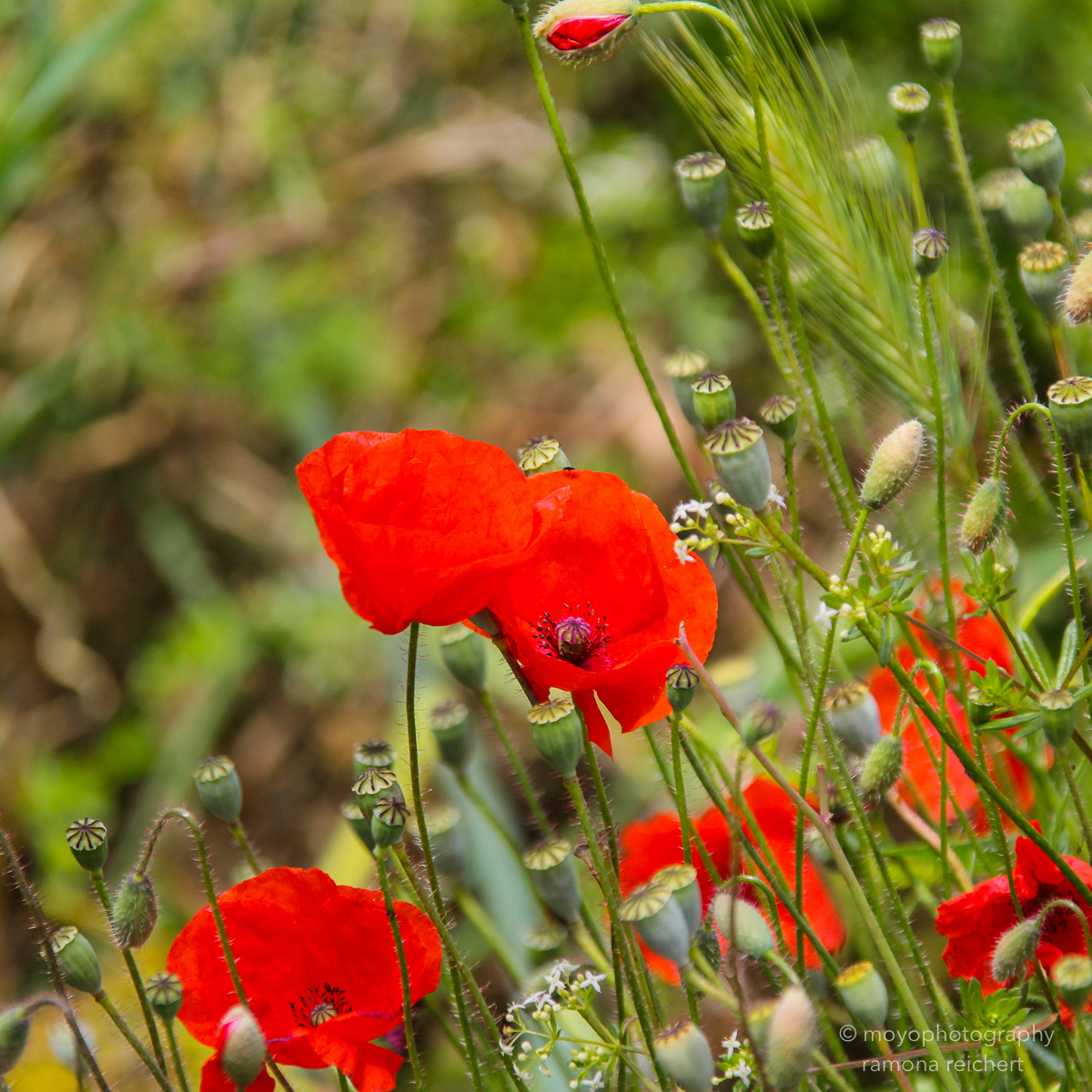 poppy red - 2013