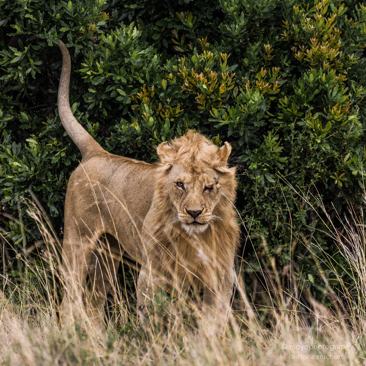 lion warrior - 2013