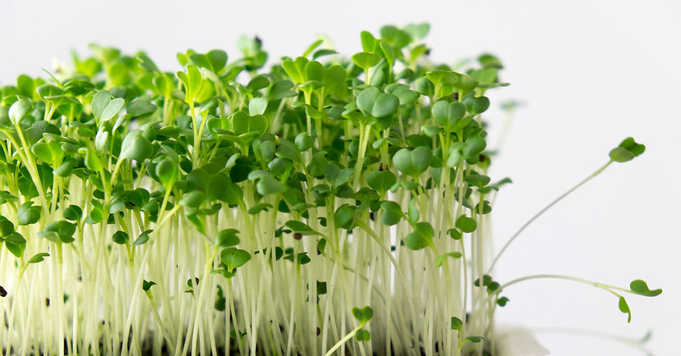 Thumbnail: Broccoli Microgreen
